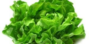 Lettuce Leaves