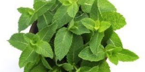 Mint Leaves