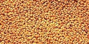 Milling Wheat Grains