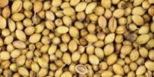 Coriander