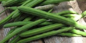 Fresh Moringa Sticks