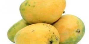 Fresh Banganapalli Mango