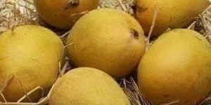Ratnagiri Hapus Mangoes