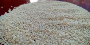 Sesame Seeds