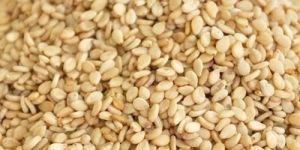Sesame Seeds