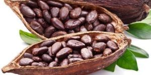 Cocoa Beans