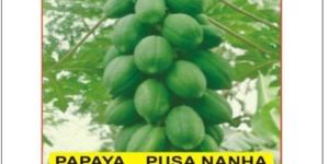 Papaya Plant