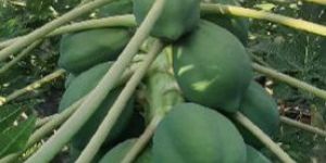 Red Lady Papaya Plant