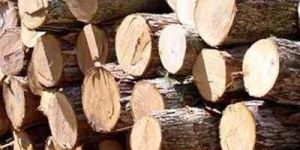 Brown Timber Logs
