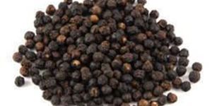 Hybrid Black Pepper Seeds