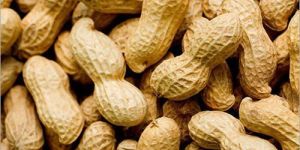 Hybrid Shelled Groundnuts