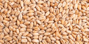 Hybrid Wheat Seeds