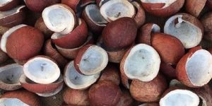 Natural Copra Coconut