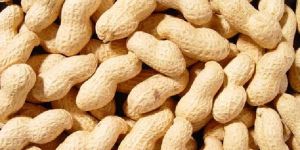 Natural Shelled Groundnuts