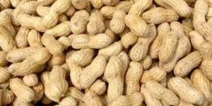 Organic Shelled Groundnuts
