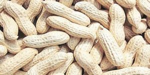 Raw Shelled Groundnuts