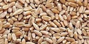 Raw Wheat Seeds