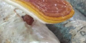 Ganoderma Mushroom Spawn / Seeds