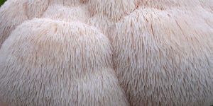 Hericium Mushroom Spawn