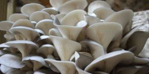 Mushroom Cultivation Training's