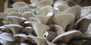 Oyster Mushroom Spawn