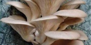 Grey Oyster Mushroom