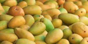 Fresh Mango