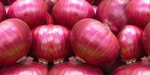 Fresh Onion
