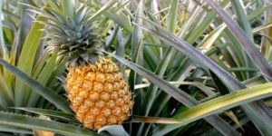 Fresh Pineapple