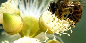 Eucalyptus Honey