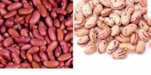Kidney Beans