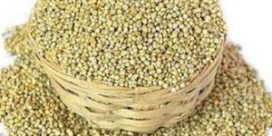 Pearl Millet