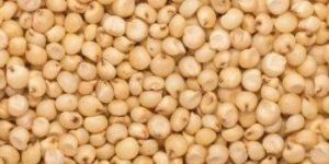 Sorghum Seeds