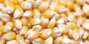 Yellow Maize Seeds