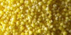 Yellow Millet