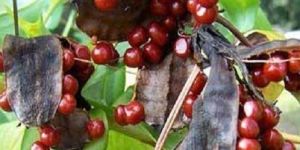 Gloriosa Superba Seeds