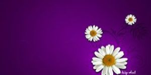 Flash Presentation Services