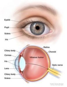 Cornea Treatment Service in Mumbai