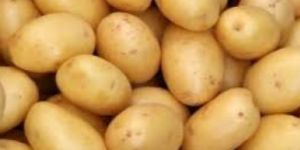 Fresh Potato