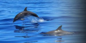 Chilika Tour Package