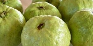 Fresh Guava