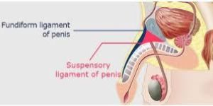 Penile Lengthening Surgery in India