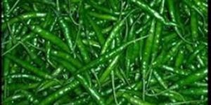 Fresh Green Chilli
