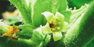 Organic Ashwagandha Concentrate