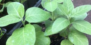 Organic Ashwagandha Extract