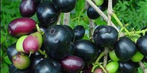 Organic Jamun Extract