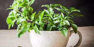 Organic Tulsi Extract