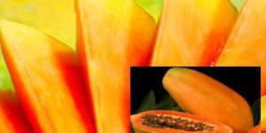 Papaya Pulp