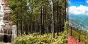 Self Drive Car Rental Services in Kodaikanal