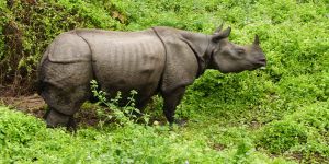 Nepal-Kathmandu-Pokhara-Chitwan